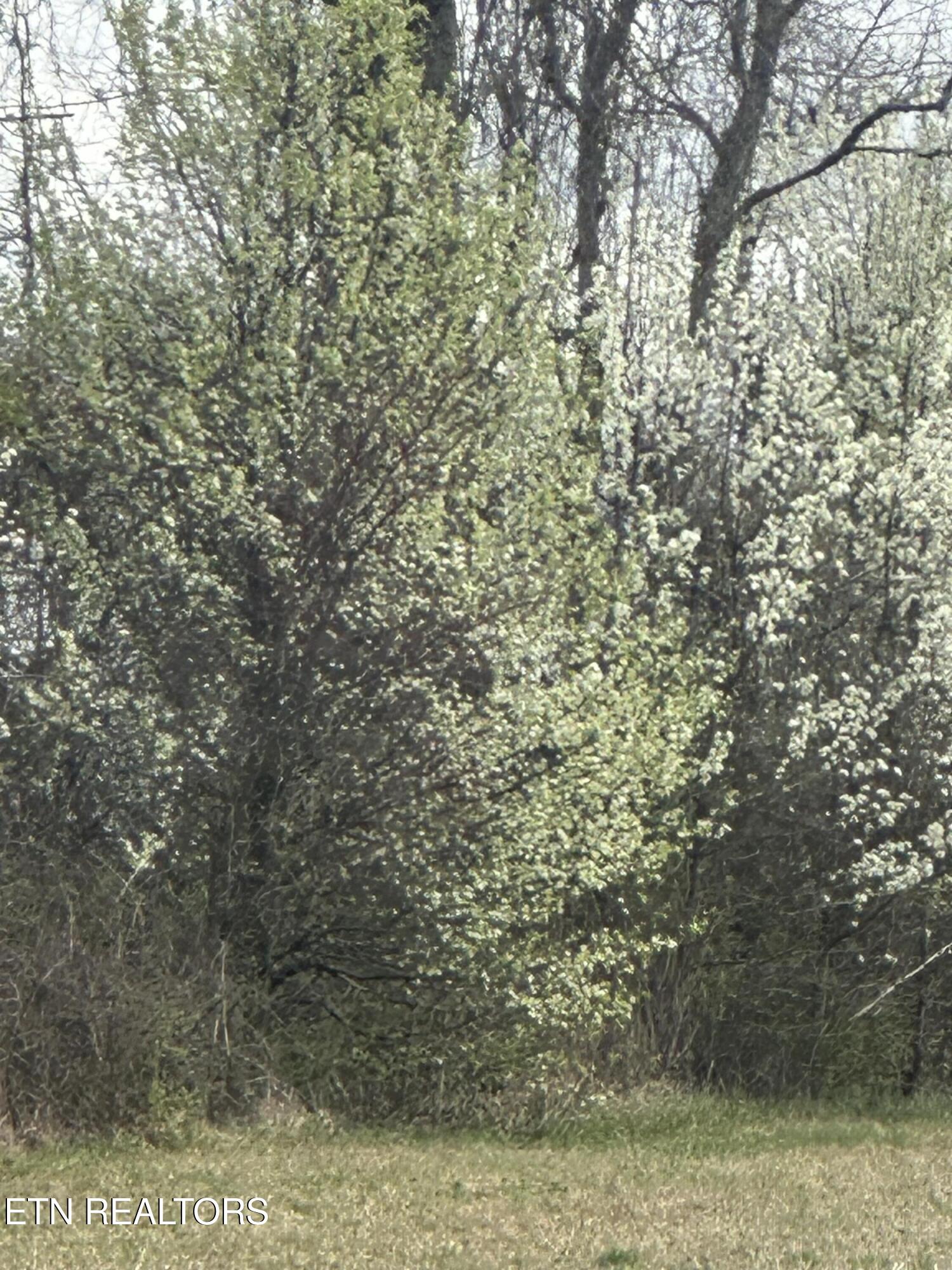 268 Plateau Road Crossville, TN 38571 - Photo 54 of 58 Landscape