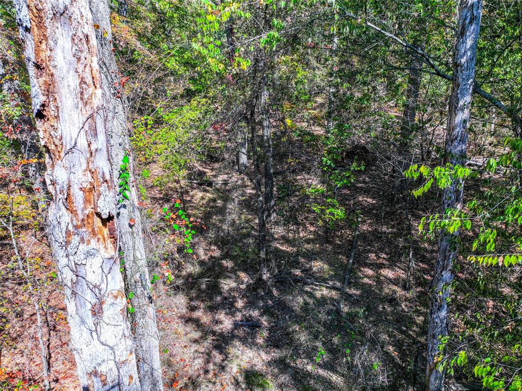 Lot 7 King Sebastian Road Scroggins, TX 75480 - Photo 6 of 40 a backyard of a house with lots of trees