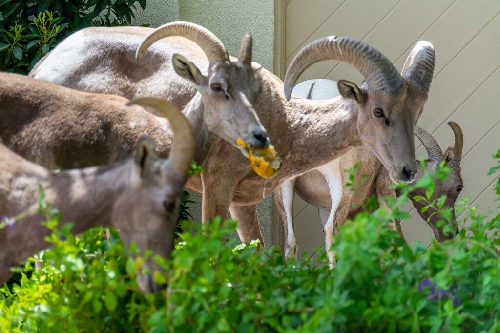 55102 Firestone La Quinta, CA 92253 - Photo 37 of 42 55102firestone-hr-38