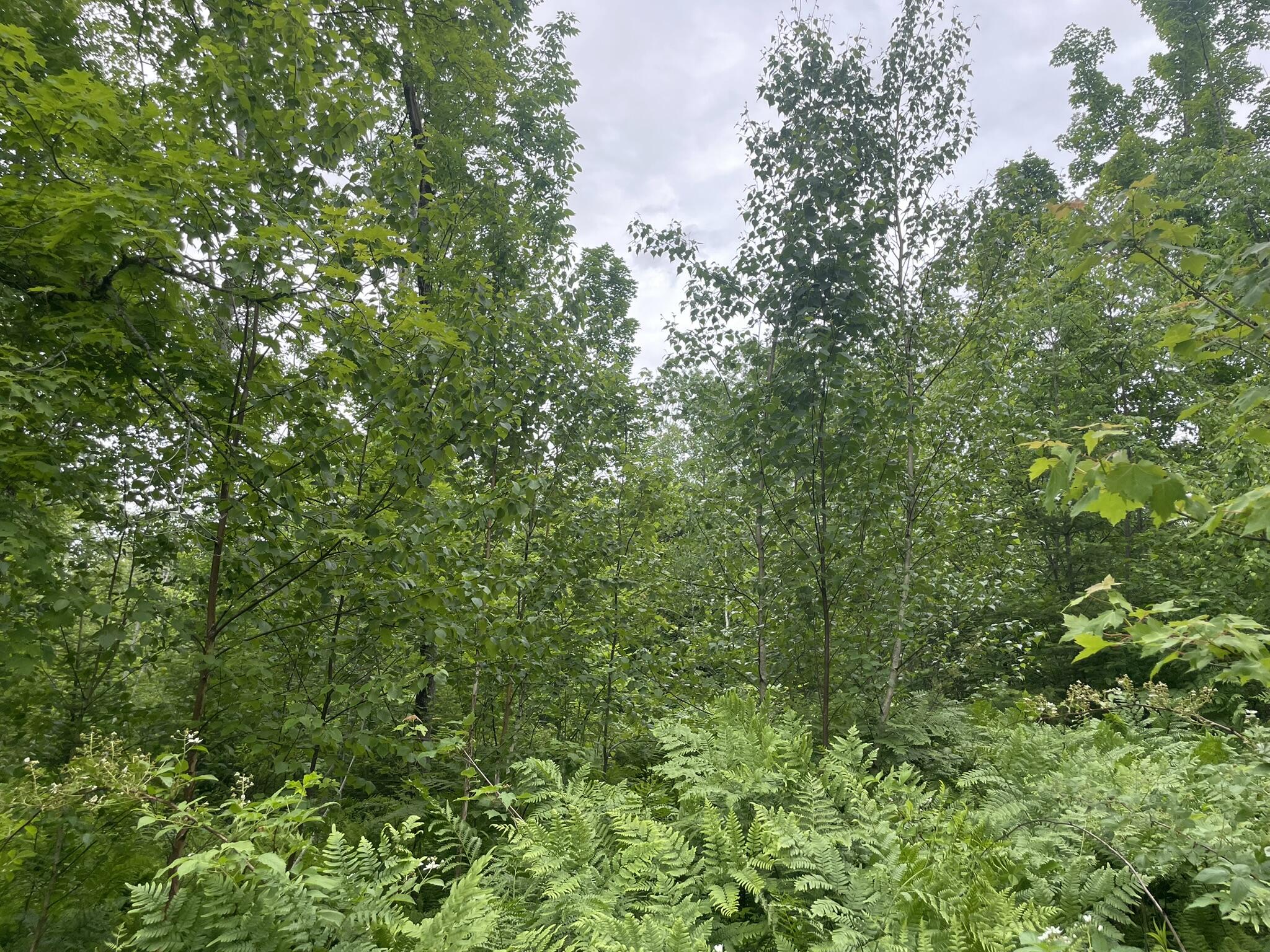 19 Swan Road New Sharon, ME 04955 - Photo 103 of 124 IMG_6306