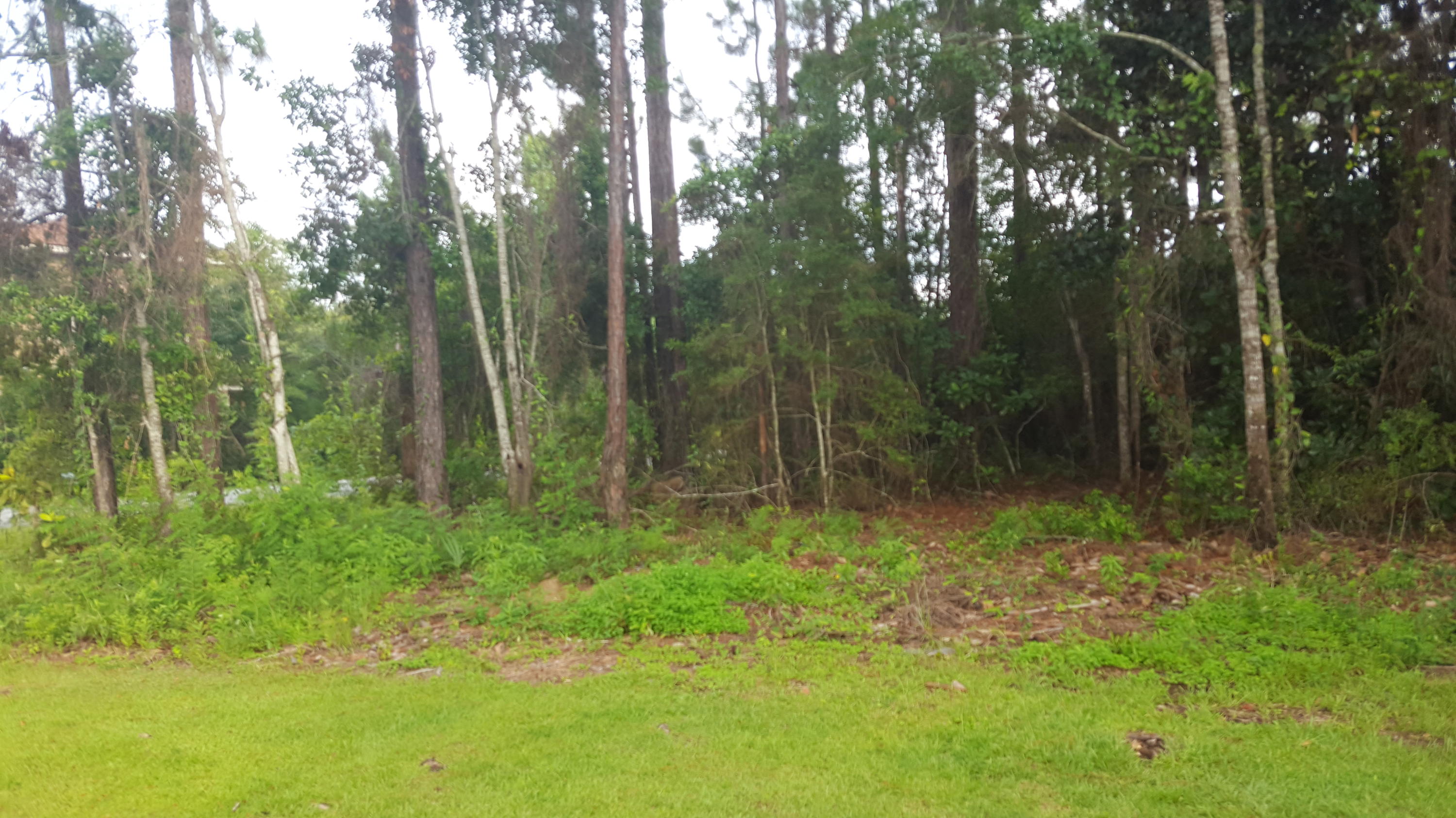 Xx Bay Grove Road Freeport, FL 32439 - Photo 12 of 12 a view of outdoor space and green space