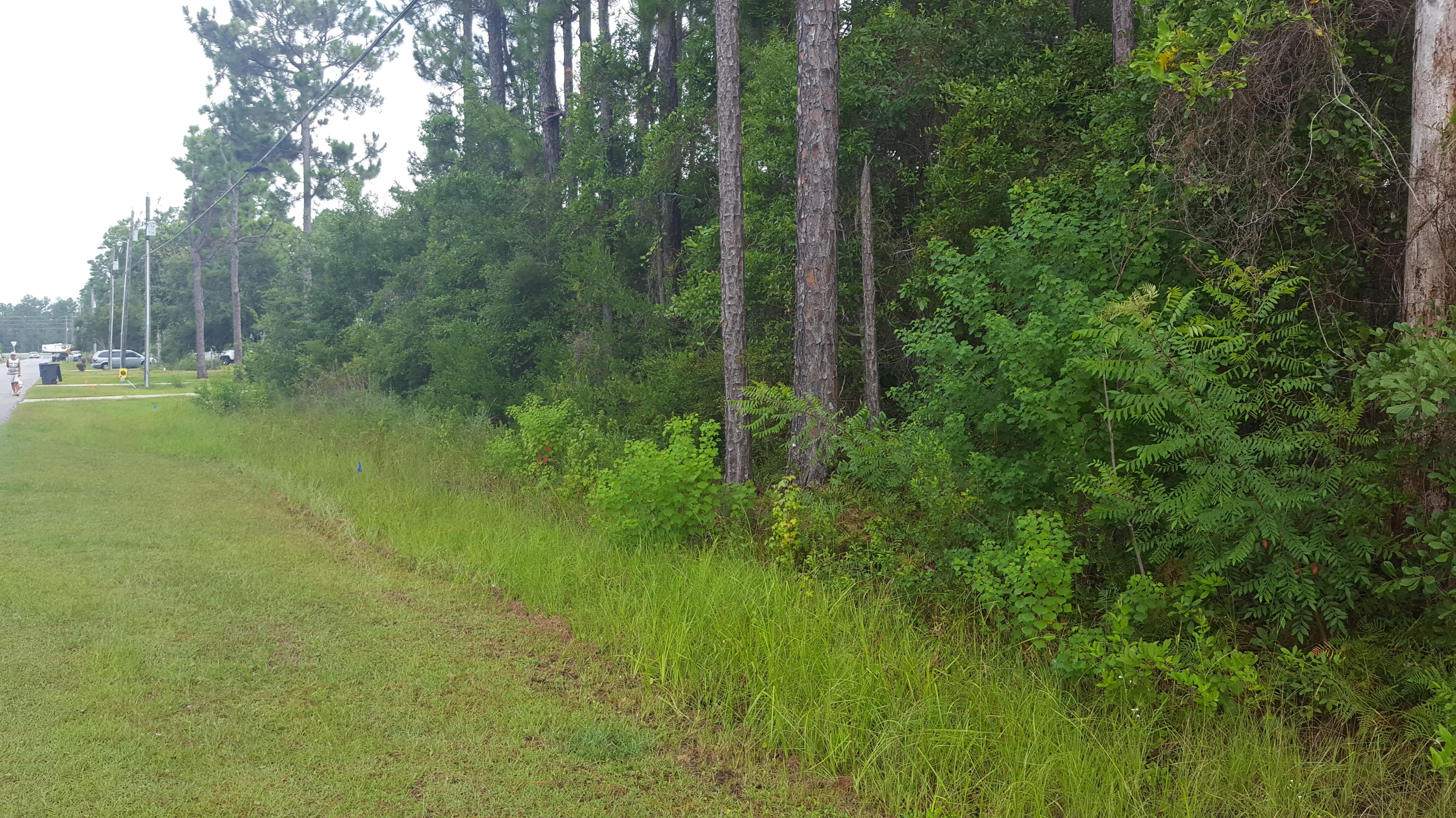Xx Bay Grove Road Freeport, FL 32439 - Photo 5 of 12 a view of a lush green space