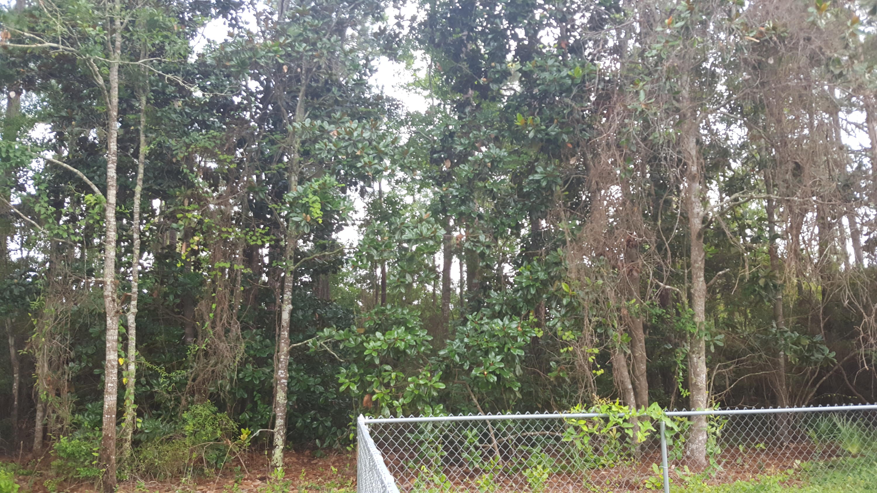 Xx Bay Grove Road Freeport, FL 32439 - Photo 10 of 12 a view of outdoor space and yard
