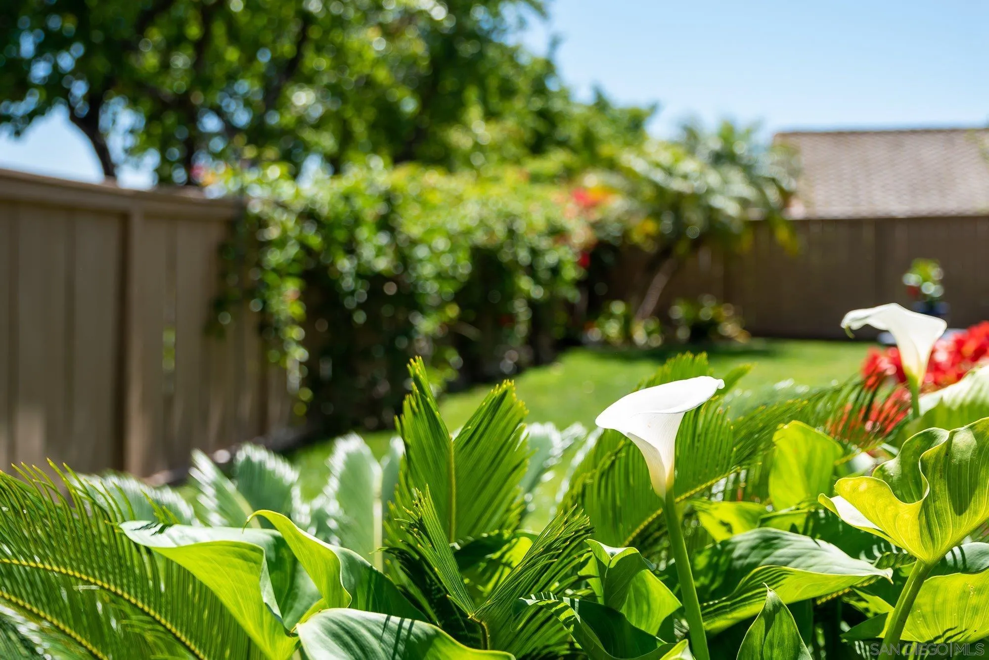657 Cantara Lane Vista, CA 92081 - Photo 51 of 61 a backyard of a house with lots of green space