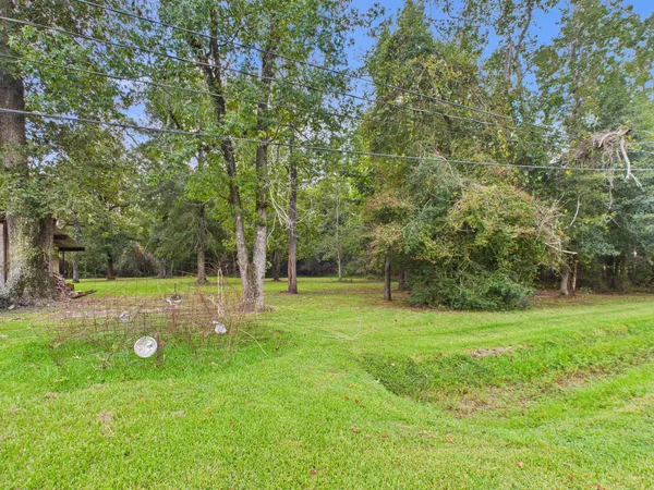 a view of a park with large trees
