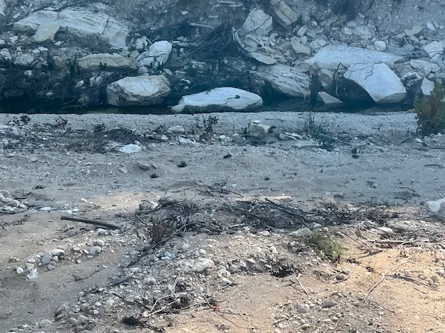 a view of a backyard with plants and large trees