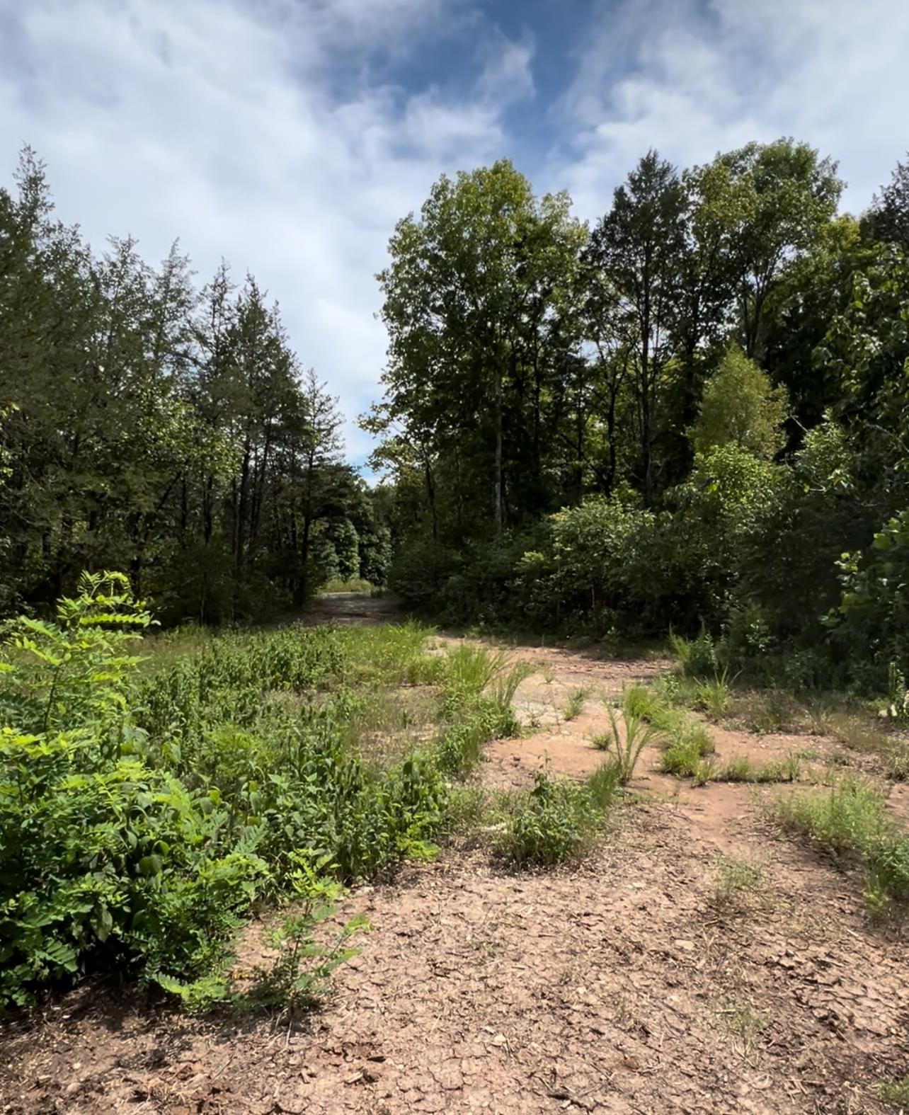 0 Doll Conway Road, Unit LOT 8 Clifton, TN 38425 - Photo 2 of 4 a view of a yard with plants and a trees