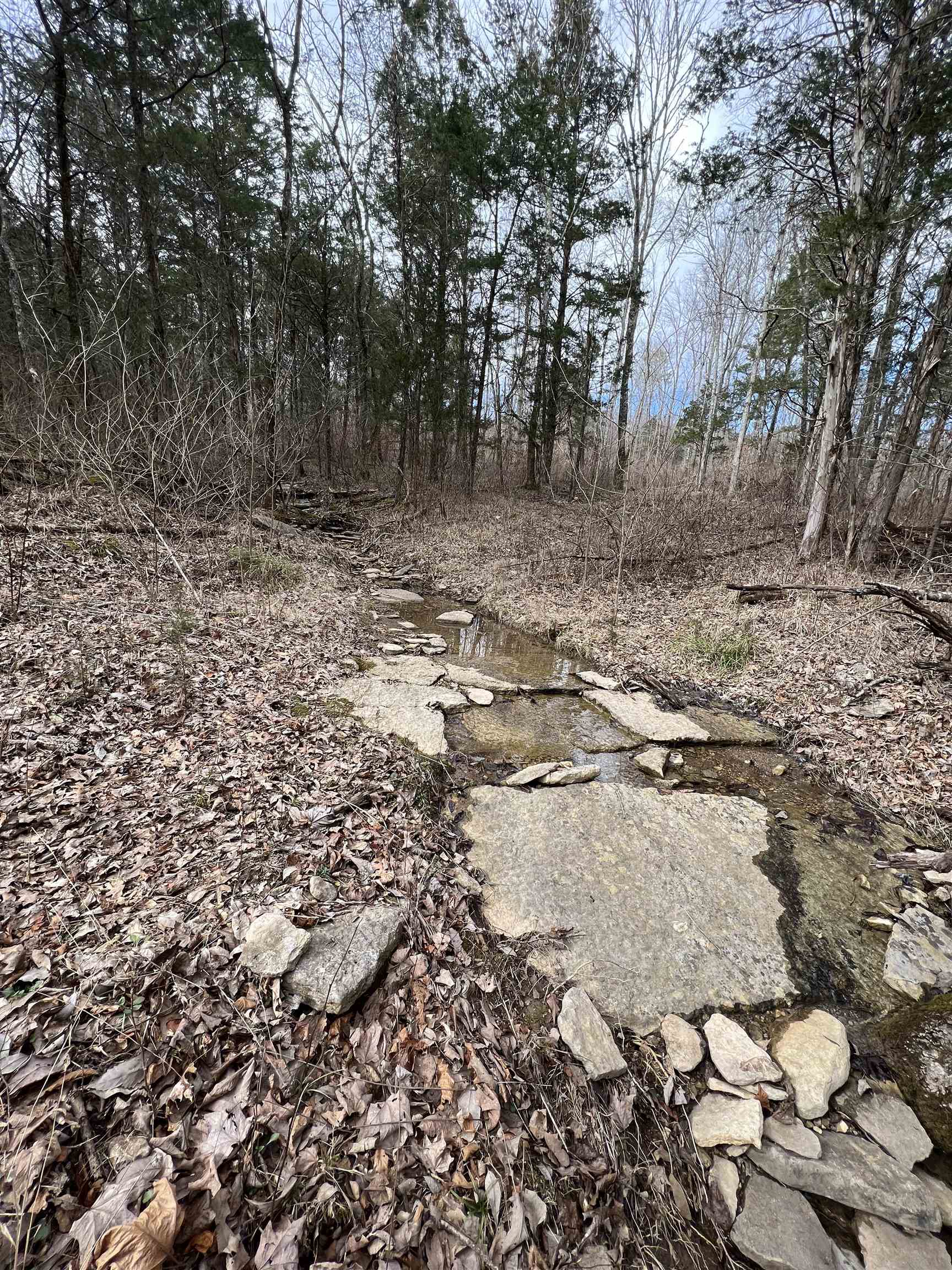 0 Doll Conway Road, Unit LOT 8 Clifton, TN 38425 - Photo 4 of 4 a view of a yard with trees