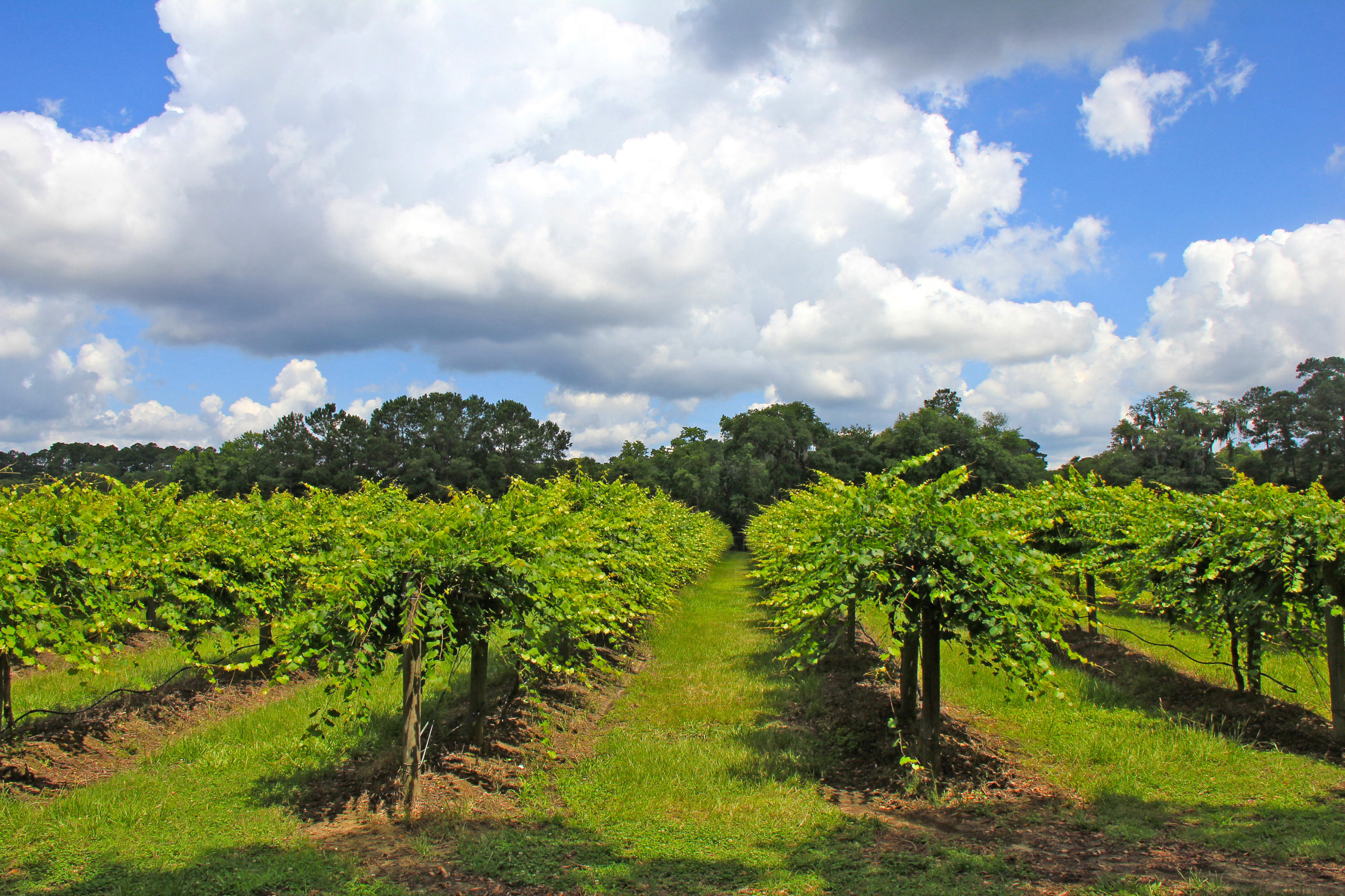 6775 Bears Bluff Road Wadmalaw Island, SC 29487 - Photo 2 of 26 Over 11 acres of planted vineyard