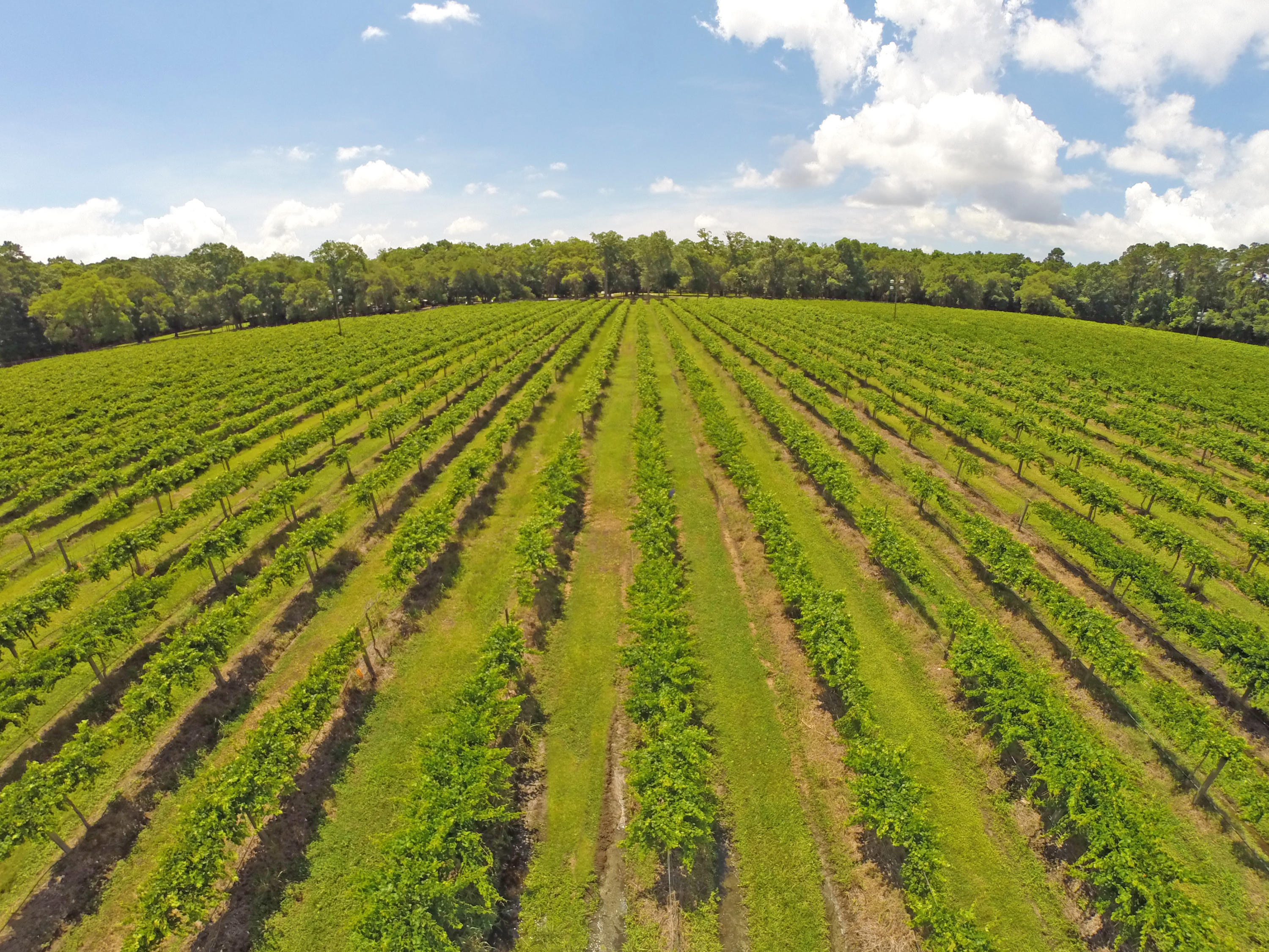 6775 Bears Bluff Road Wadmalaw Island, SC 29487 - Photo 3 of 26 Over 11 acres of planted vineyard