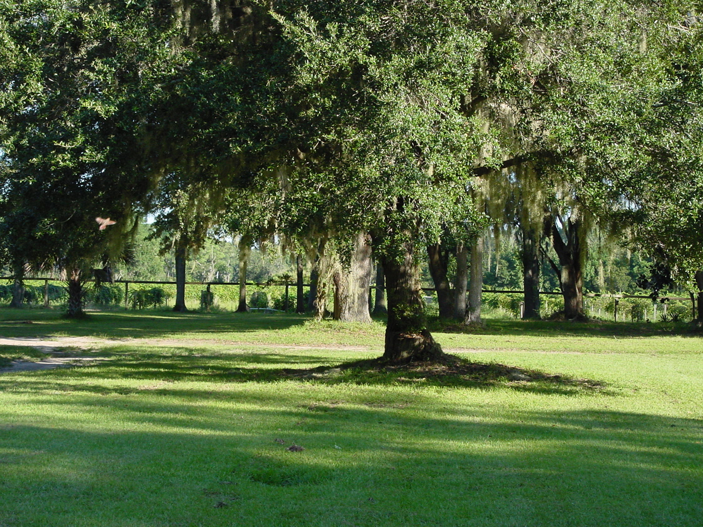6775 Bears Bluff Road Wadmalaw Island, SC 29487 - Photo 22 of 26 Looking toward the vineyard