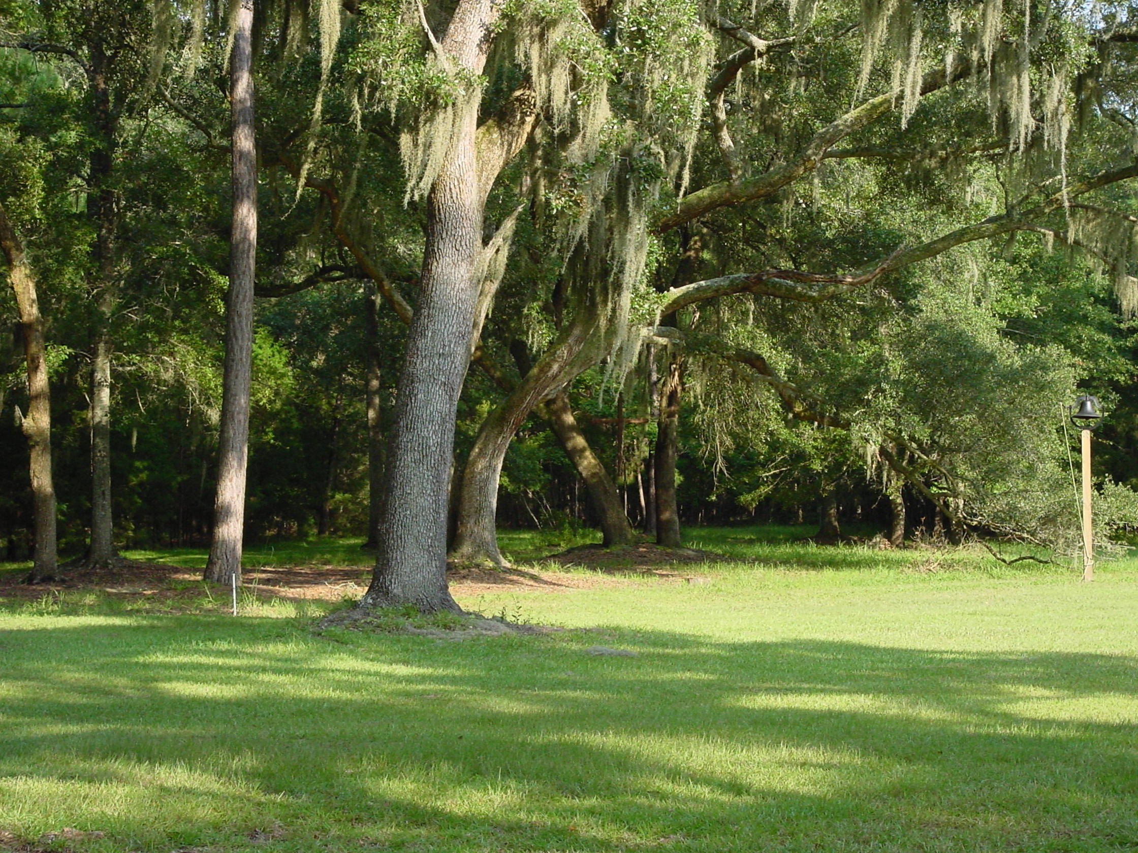 6775 Bears Bluff Road Wadmalaw Island, SC 29487 - Photo 23 of 26 Over 180 live oaks on the property