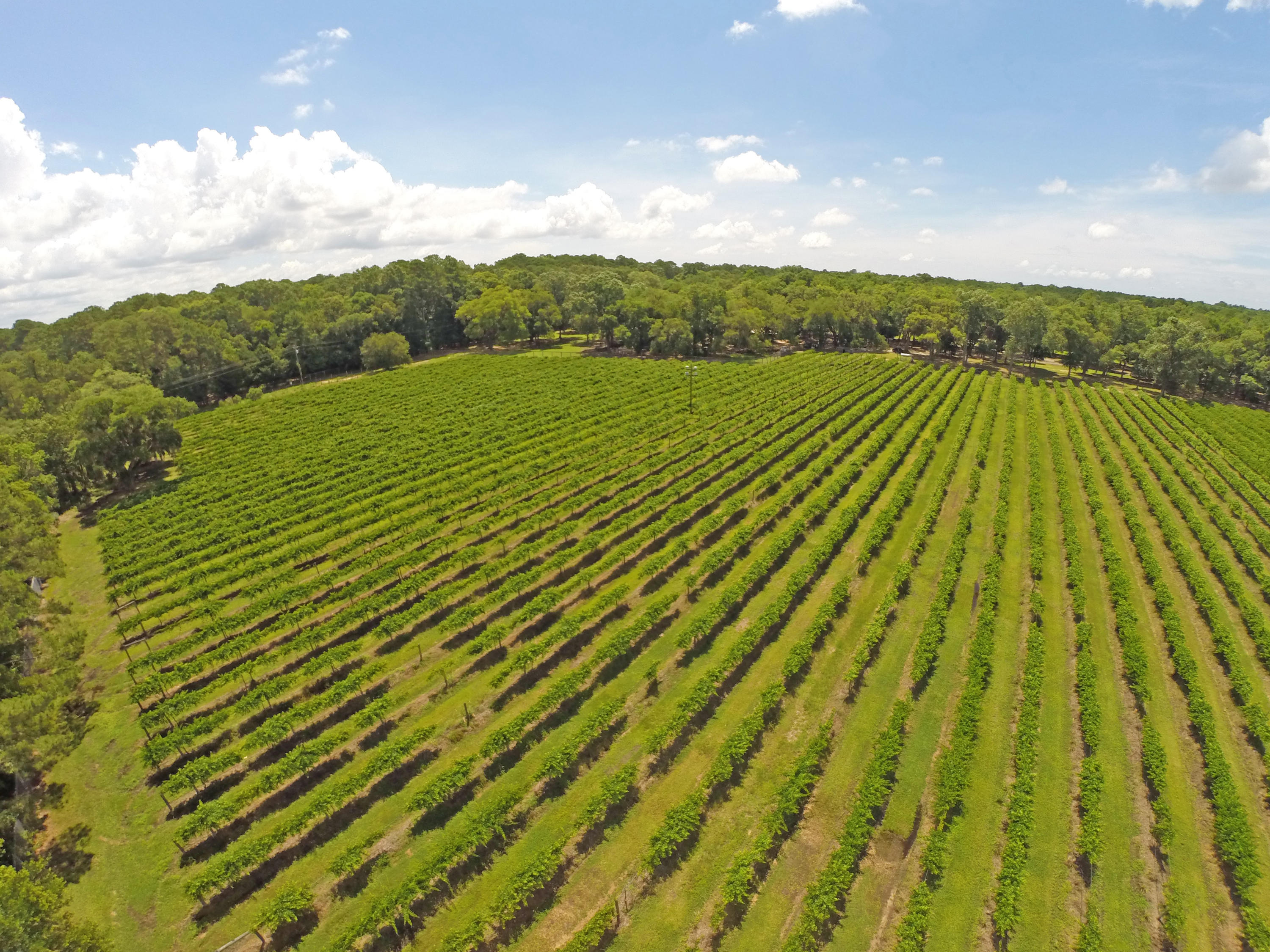 6775 Bears Bluff Road Wadmalaw Island, SC 29487 - Photo 24 of 26 Irvin House Vineyards from above
