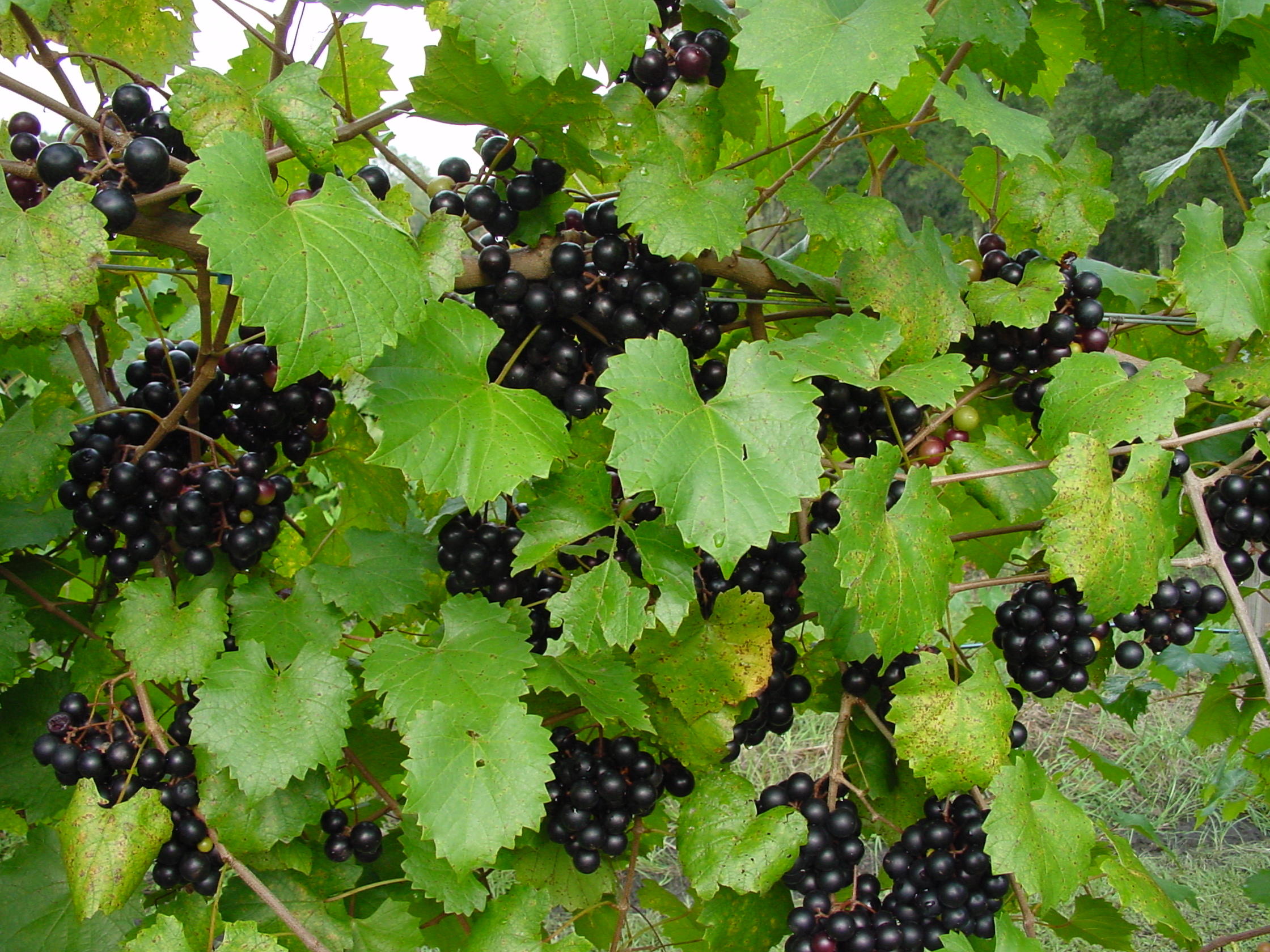 6775 Bears Bluff Road Wadmalaw Island, SC 29487 - Photo 4 of 26 Muscadine grapes grown
