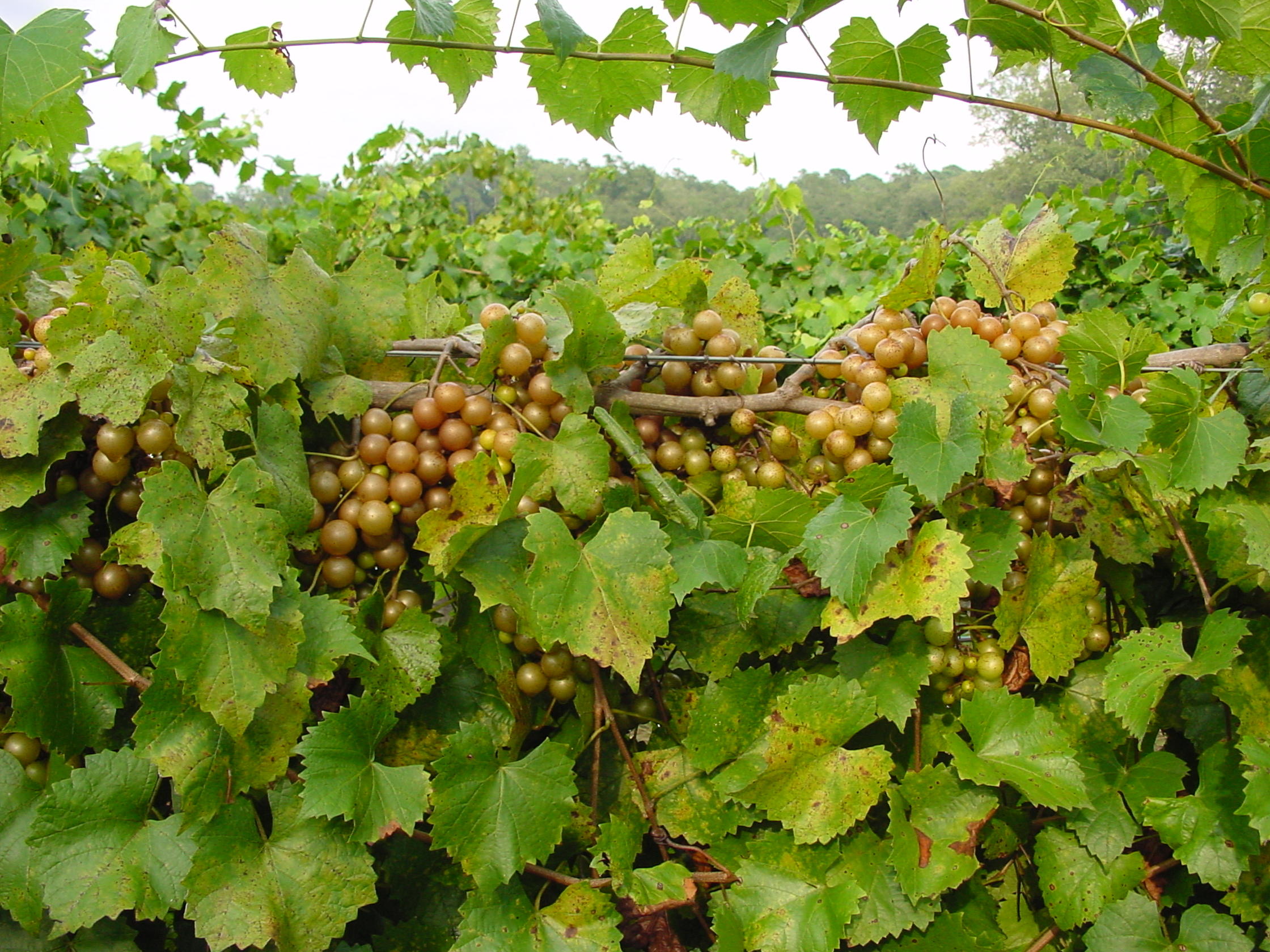 6775 Bears Bluff Road Wadmalaw Island, SC 29487 - Photo 5 of 26 SC's Only Domestic Winery