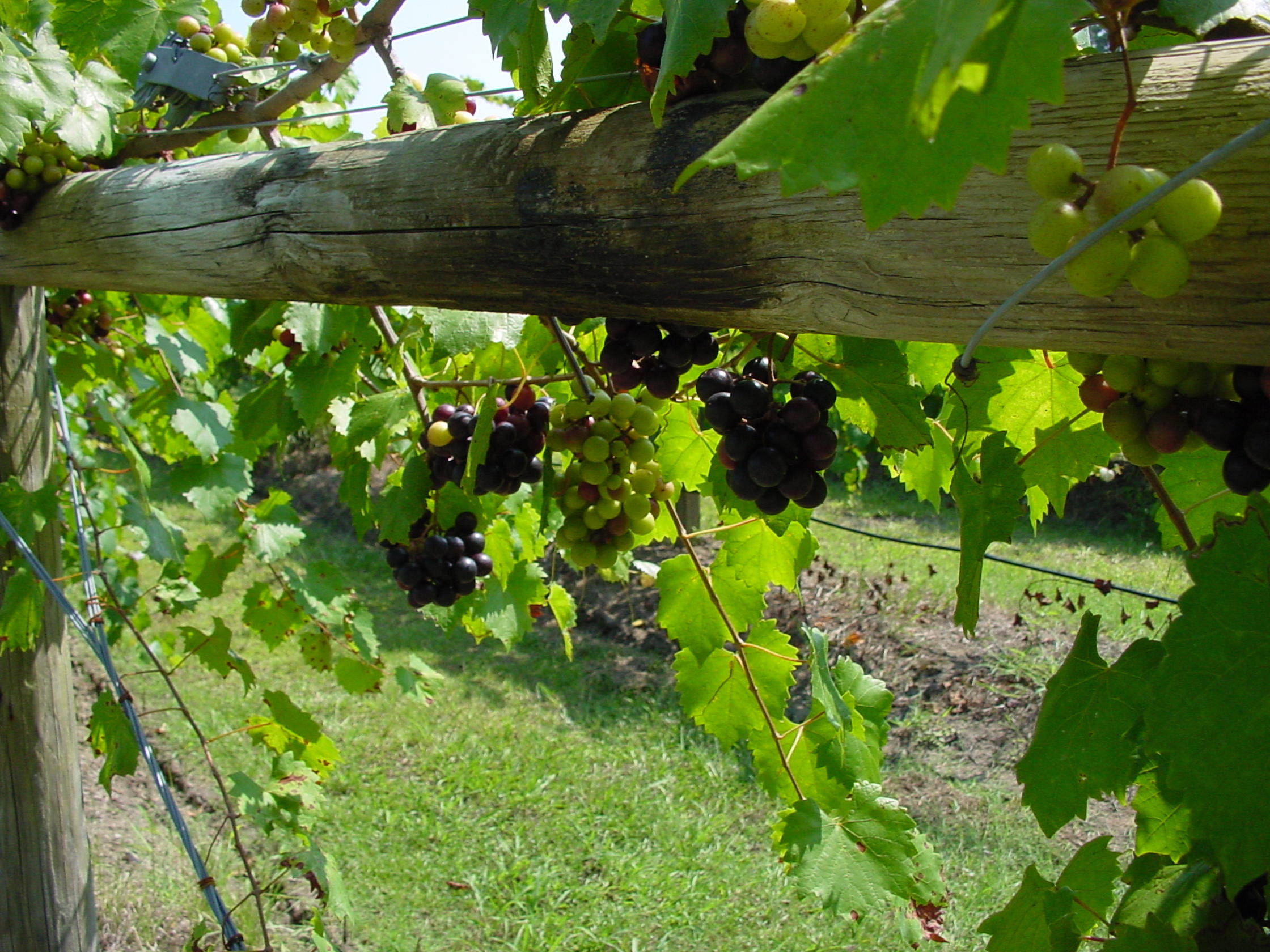 6775 Bears Bluff Road Wadmalaw Island, SC 29487 - Photo 6 of 26 Self sustaining winery