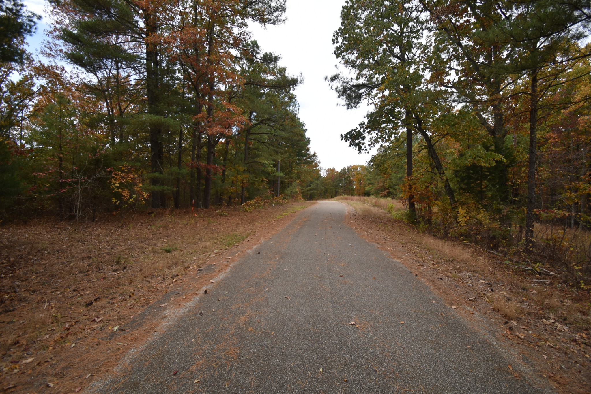 a view of a dirt road with large trees