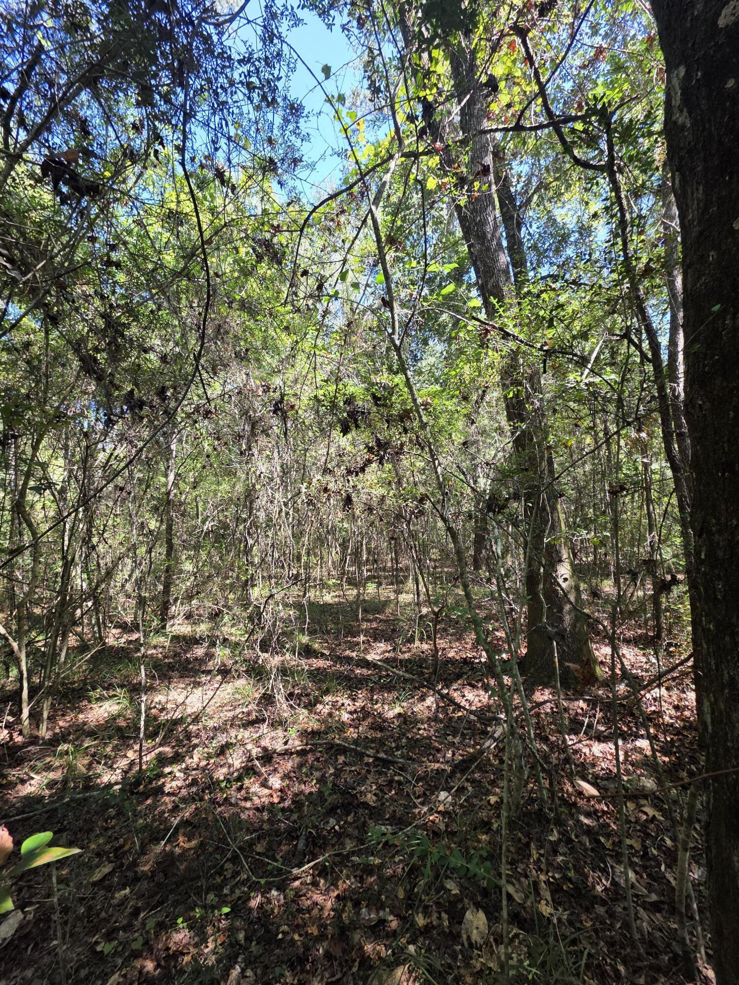 Lot 1-2 Antioch Road Crestview, FL 32536 - Photo 8 of 11 1000059449