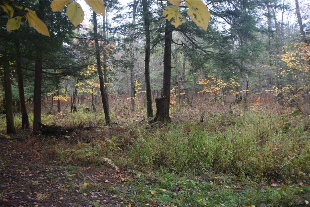 0 Crandall Road Guilford, NY 13780 - Photo 8 of 14