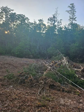 a view of a yard with plants and a bench