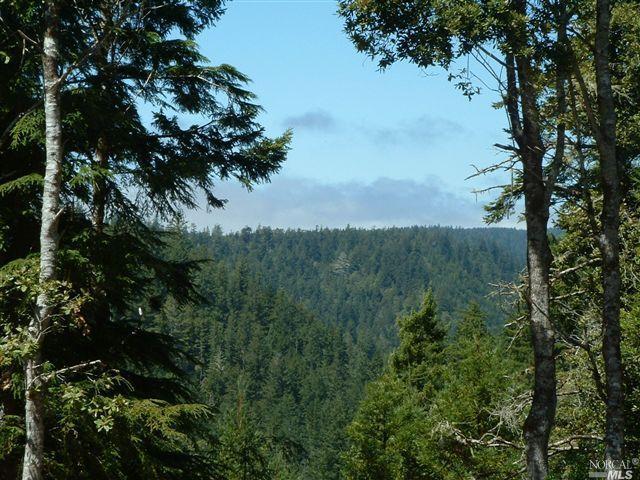 28500 Albion Ridge Road Albion, CA 95410 - Photo 1 of 1 a view of a lush green forest with lots of trees