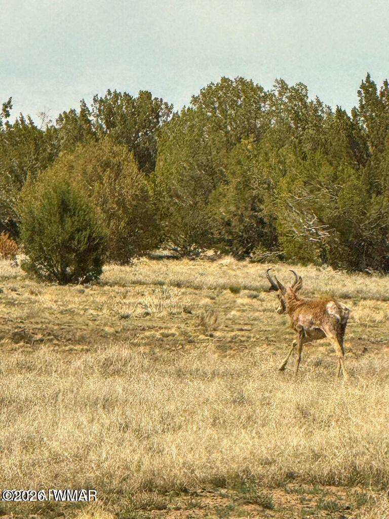 0 West Mile High Road Ash Fork, AZ 86320 - Photo 20 of 21 20260114170757958185000000-o