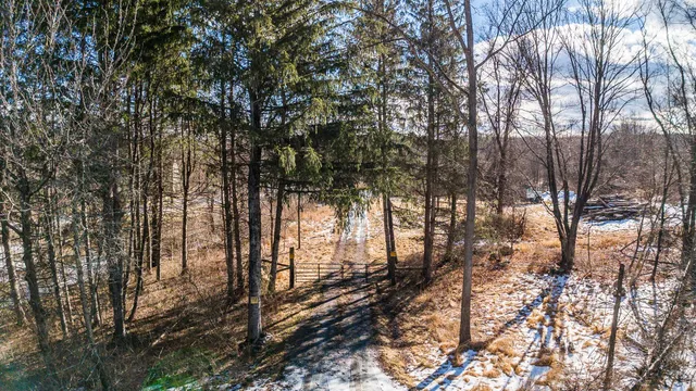 a view of a forest that has large tree