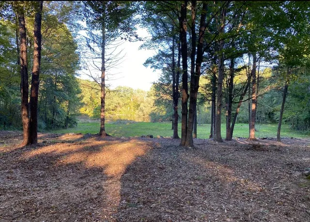 a view of a yard with trees
