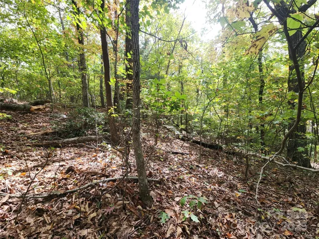 a view of a yard with plants and trees