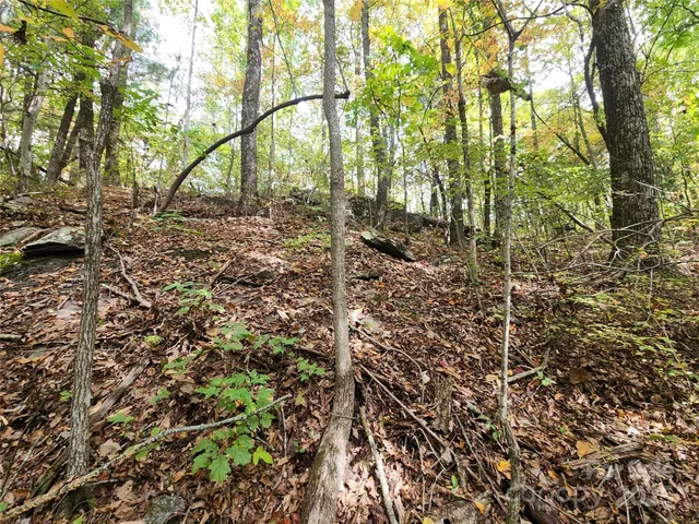 a view of a forest with trees