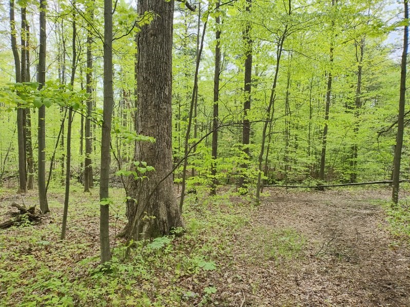 263 Jersey Hill Road Danby, NY 14850 - Photo 4 of 6