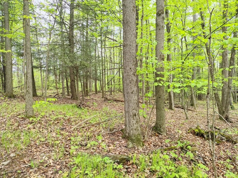 263 Jersey Hill Road Danby, NY 14850 - Photo 5 of 6