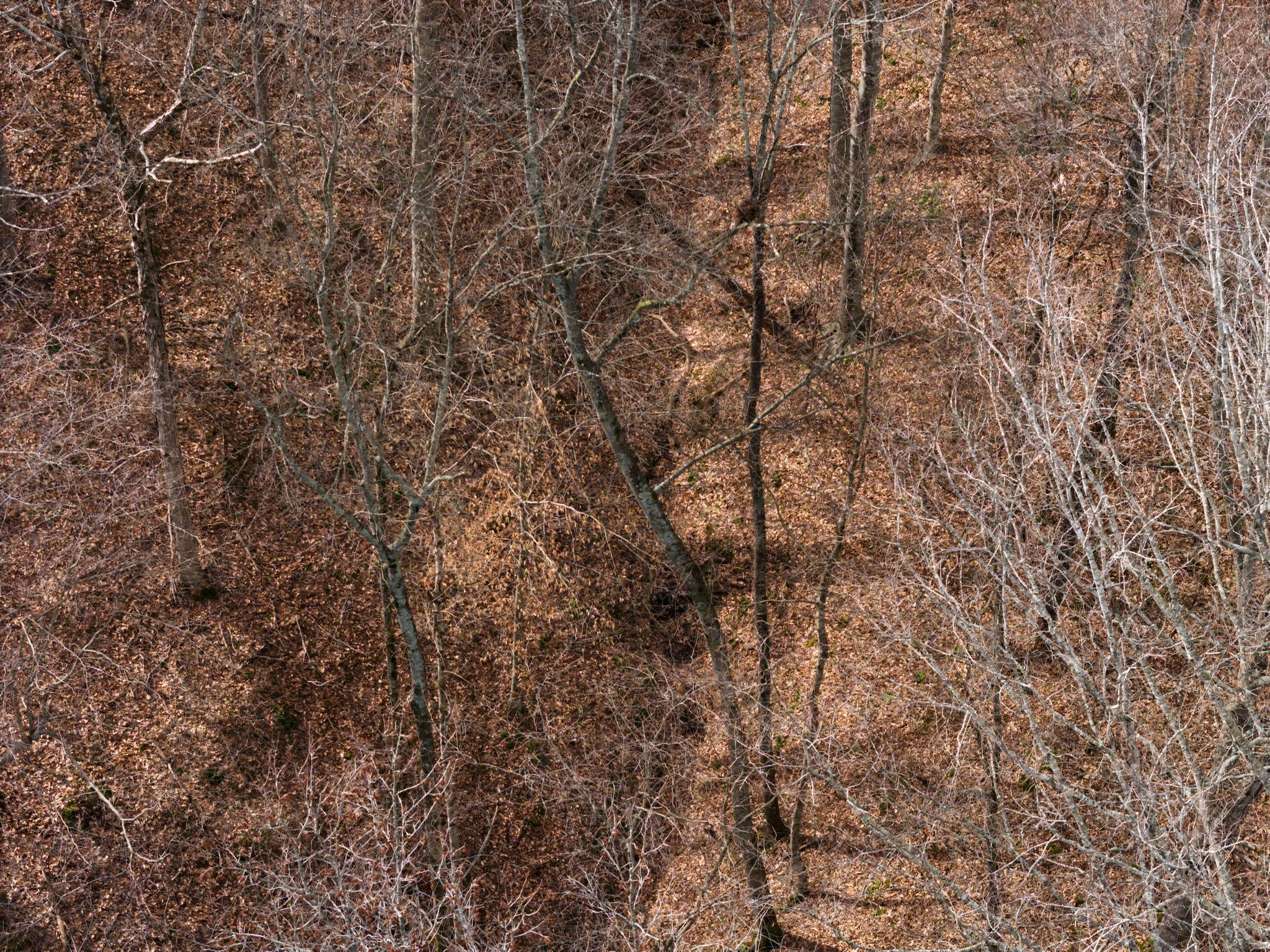 3039 Meadow Court Springfield, TN 37172 - Photo 38 of 42