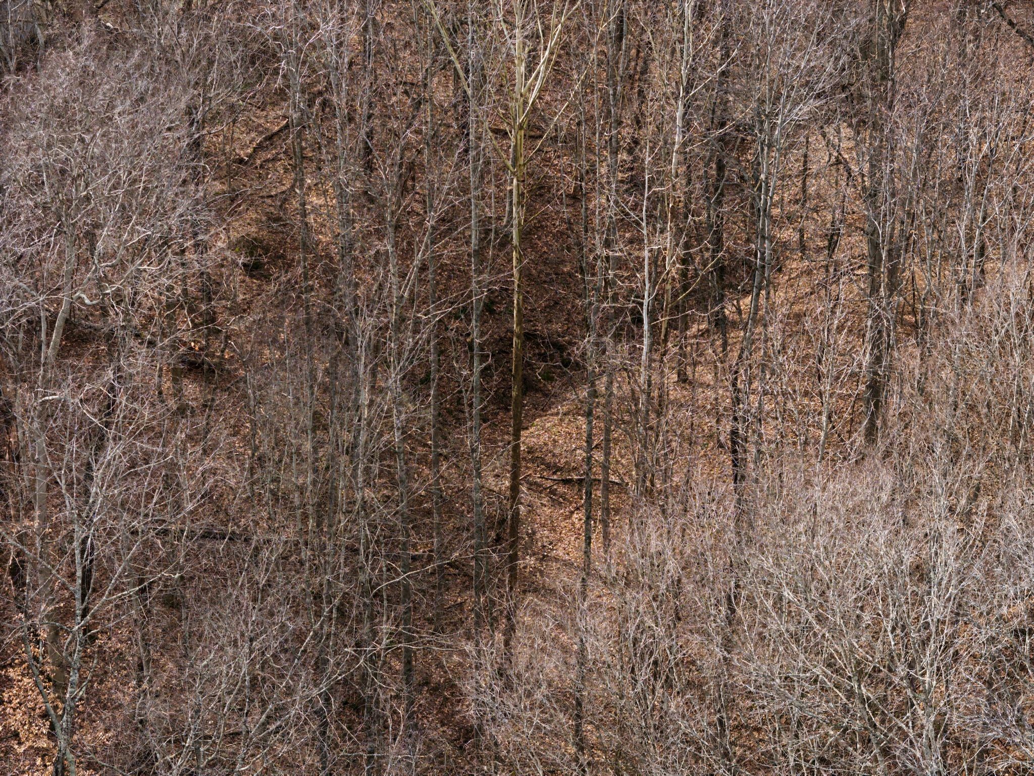 3039 Meadow Court Springfield, TN 37172 - Photo 39 of 42