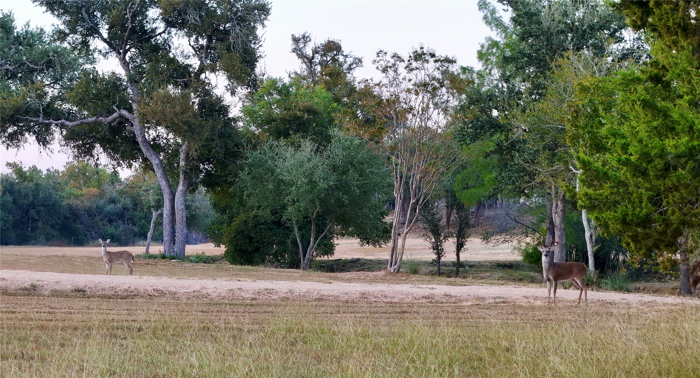 5801 Mount Gainor Road Wimberley, TX 78676 - Photo 27 of 40 a view of a yard with large trees
