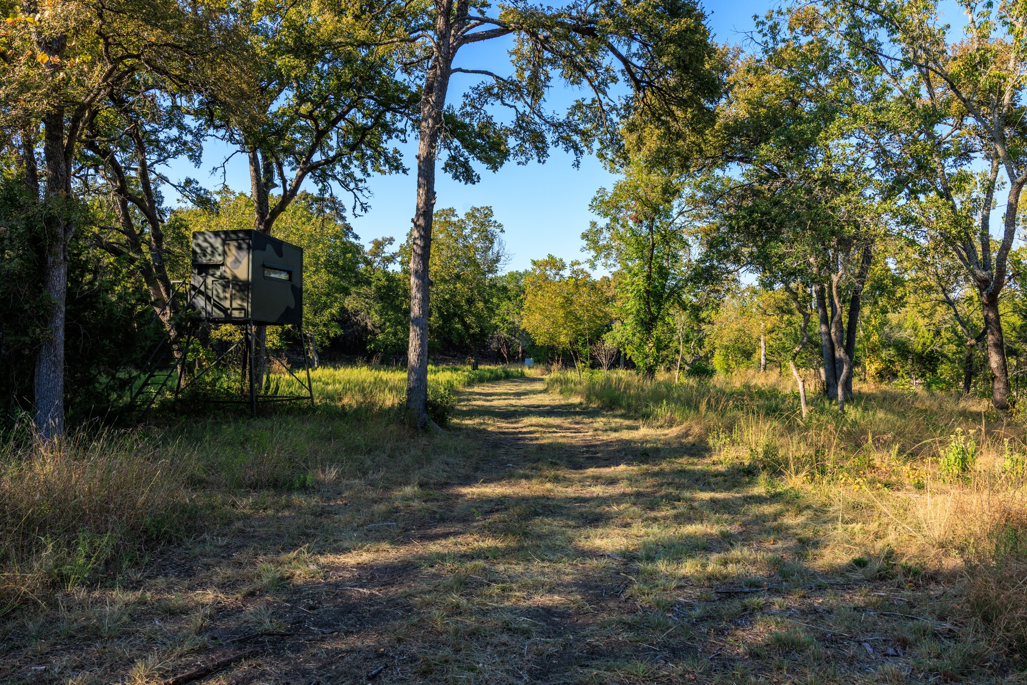 5801 Mount Gainor Road Wimberley, TX 78676 - Photo 35 of 40 a view of a yard with a tree
