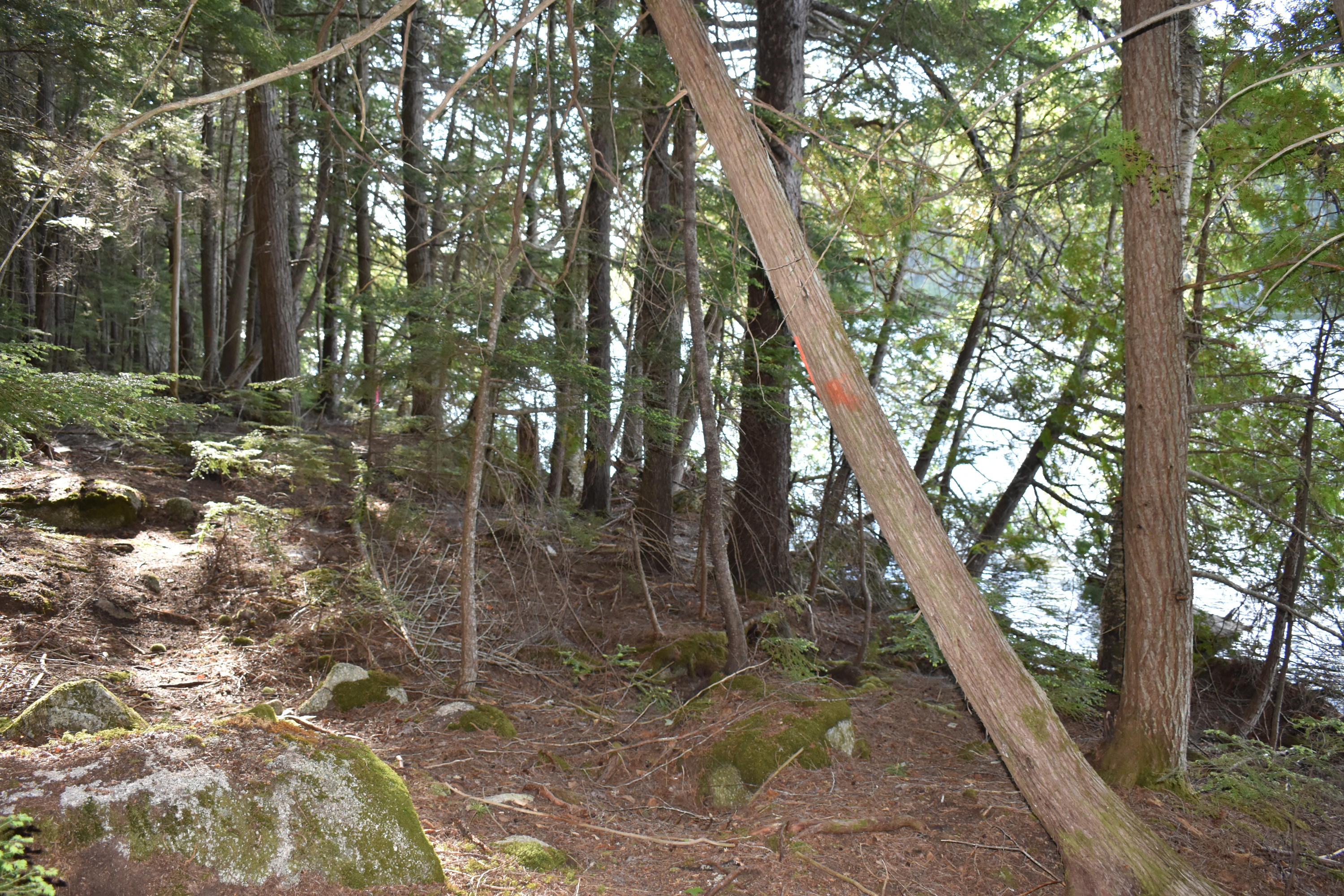 Lot 1-b-9 Lot 1-b-9 Road Weston, ME 04424 - Photo 6 of 22 DSC_0158
