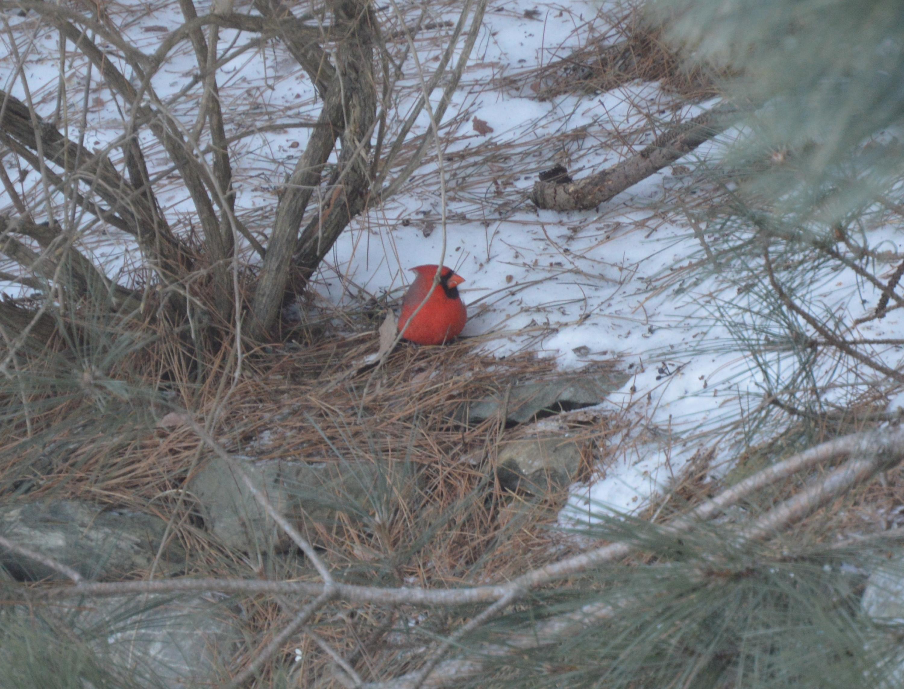 715 St John Road Fort Kent, ME 04743 - Photo 69 of 138 Cardinal 01 01 15