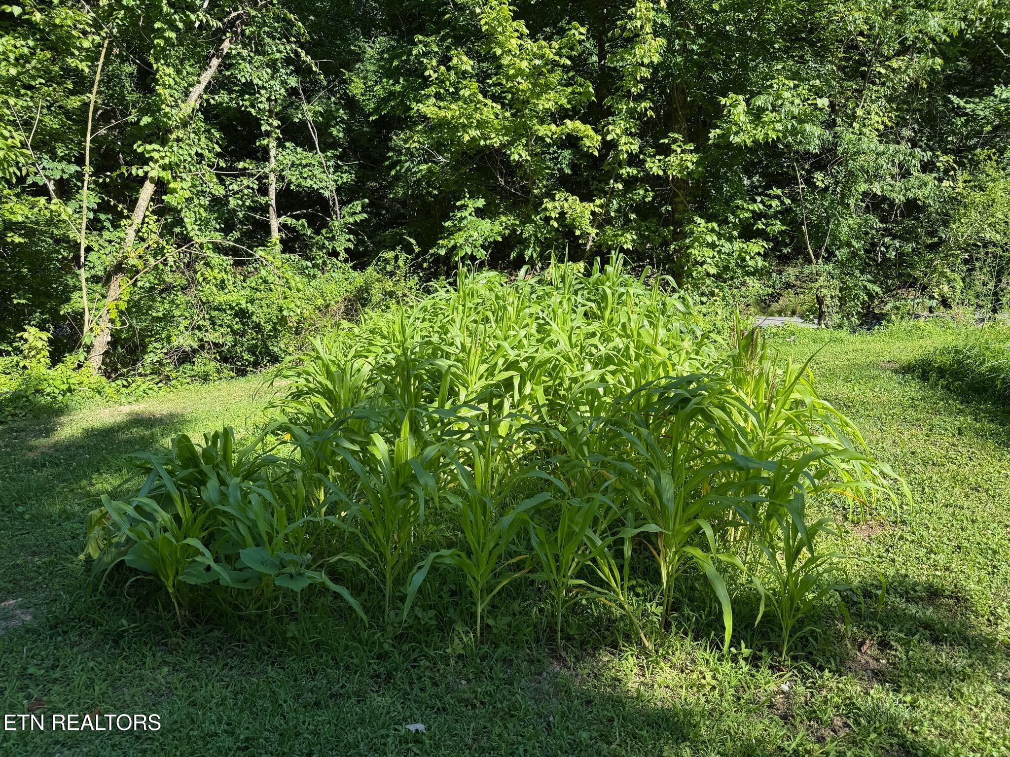 355 Lone Mountain Road Andersonville, TN 37705 - Photo 42 of 45 Garden