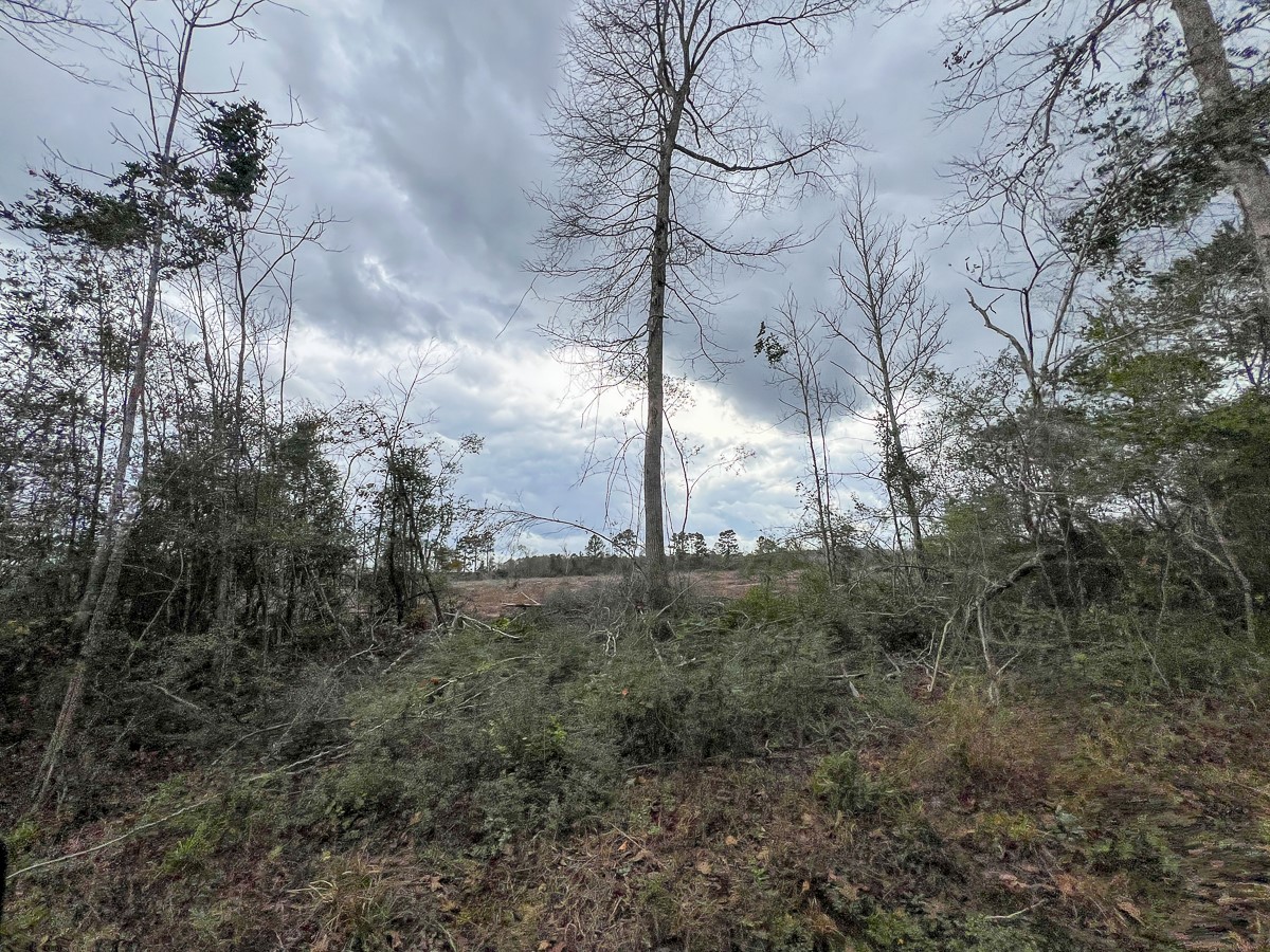 2 County Road 3038 Newton, TX 75966 - Photo 4 of 14 a view of a forest covered with trees