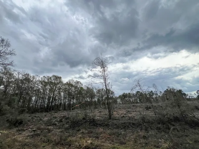 a view of a forest with lots of trees