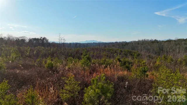 a view of a lush green forest with a mountain