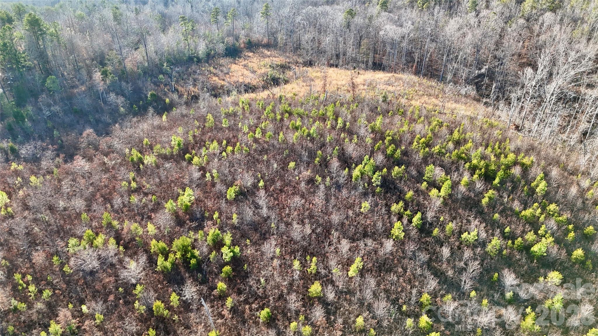 0 Brady Hampton Drive Rutherfordton, NC 28139 - Photo 19 of 27 a view of a yard with a tree