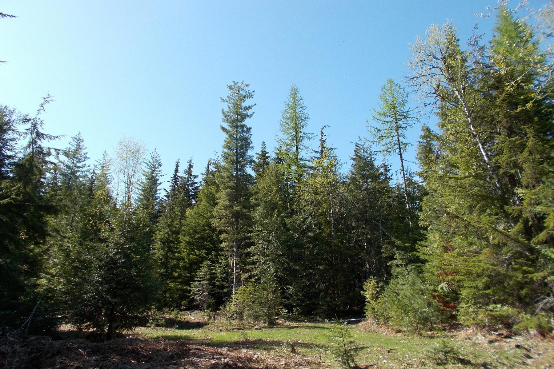 20-ac Box Canyon Sandpoint, ID 83864 - Photo 1 of 1 forested & open