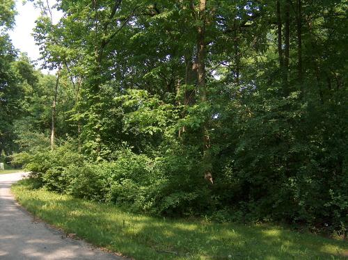 Lot 3 Denker Rd Street St. Charles, IL 60175 - Photo 8 of 13 a view of a lush green forest