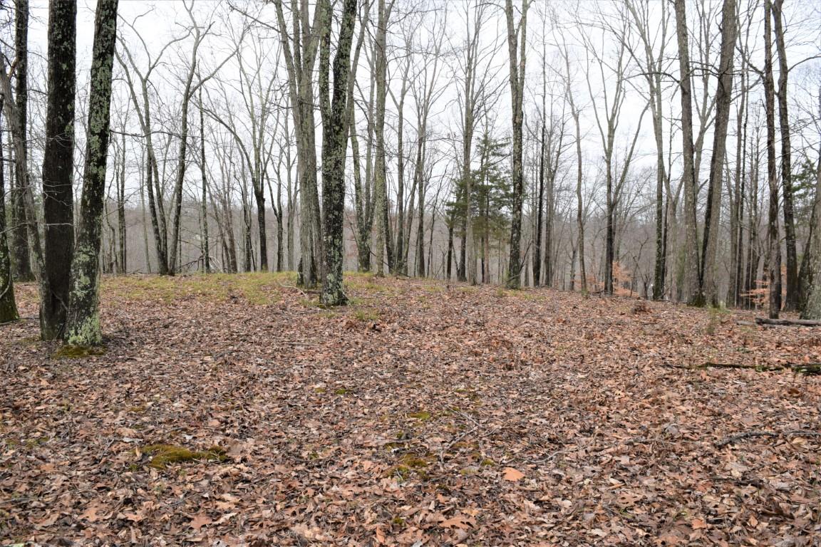 4298 Chestnut Ridge Road Columbia, TN 38401 - Photo 4 of 18 a view of large trees with lots of green space