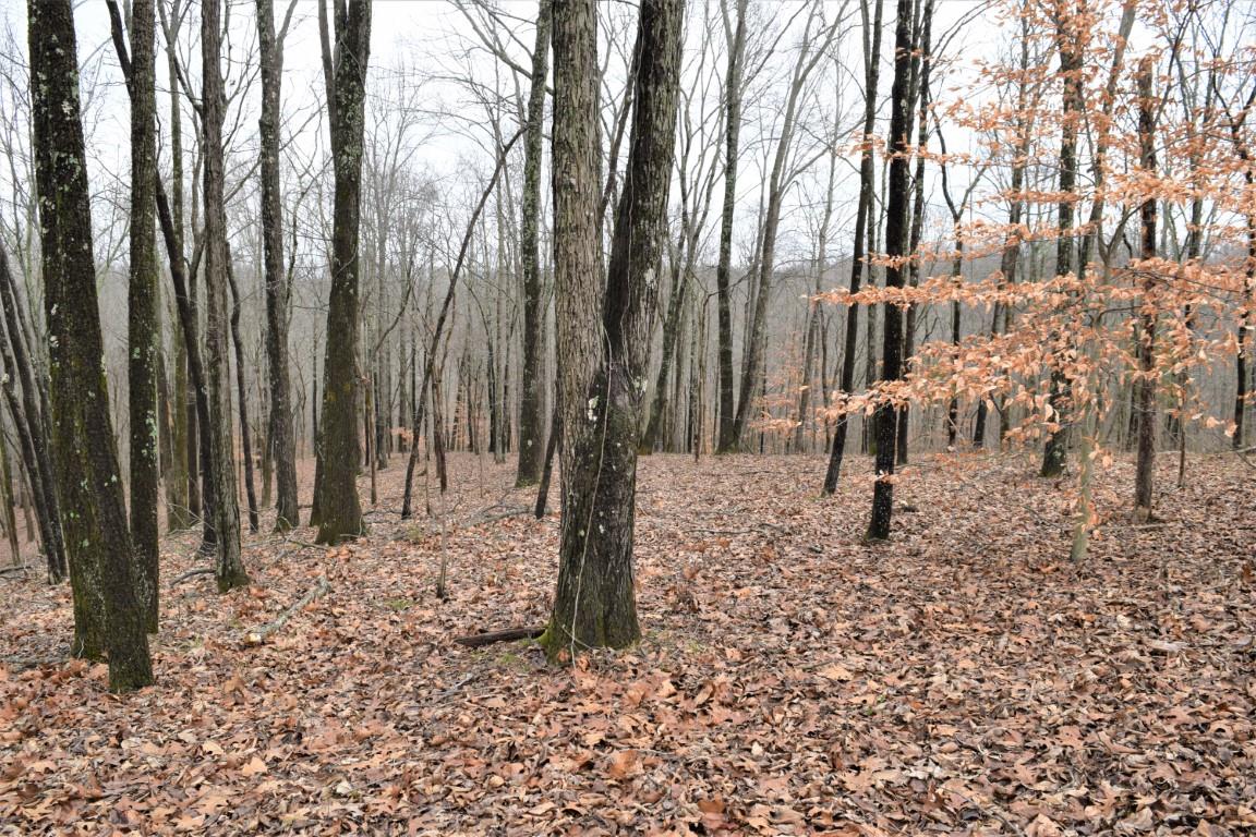 4298 Chestnut Ridge Road Columbia, TN 38401 - Photo 6 of 18 a backyard of a house with lots of green space