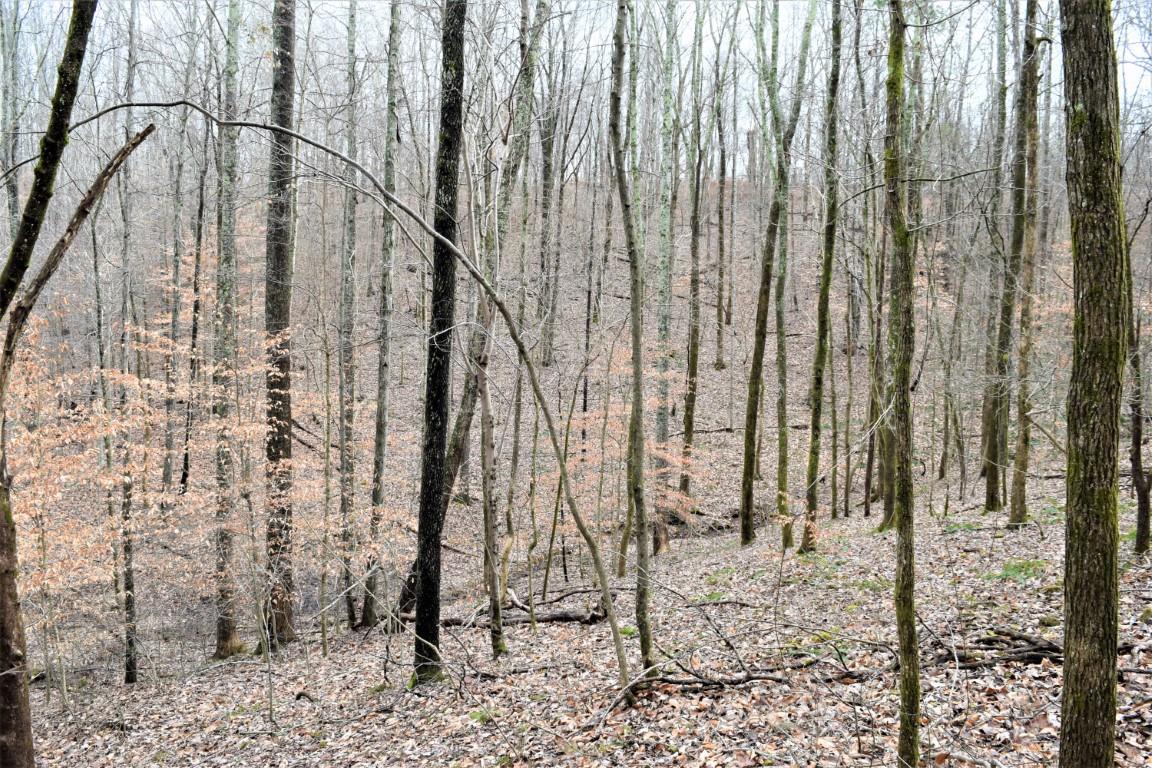 4298 Chestnut Ridge Road Columbia, TN 38401 - Photo 7 of 18 a view of wooden fence