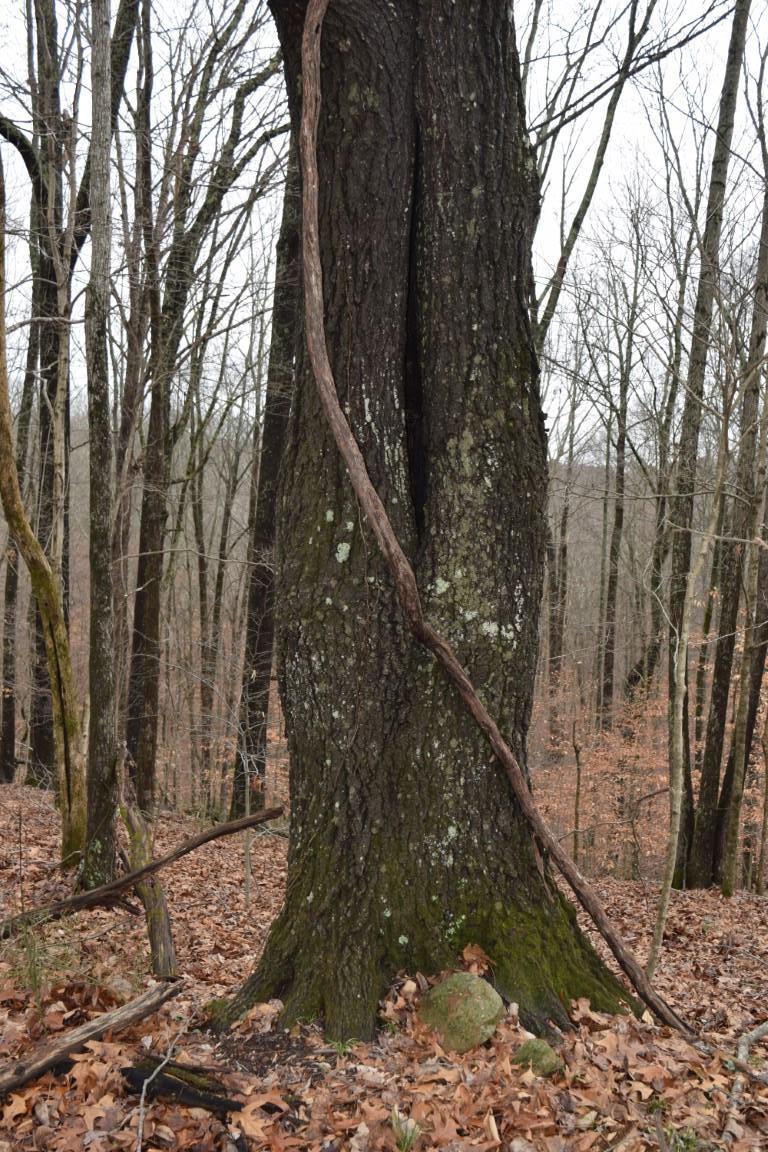 4298 Chestnut Ridge Road Columbia, TN 38401 - Photo 8 of 18 a backyard of a house with large trees