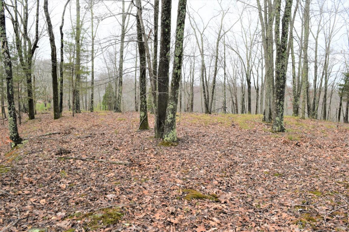 4298 Chestnut Ridge Road Columbia, TN 38401 - Photo 10 of 18 a big yard with lots of green space and palm trees